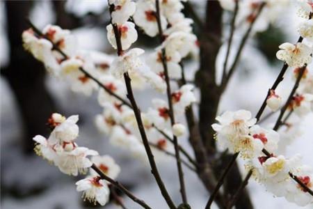 初衣胜雪的意思