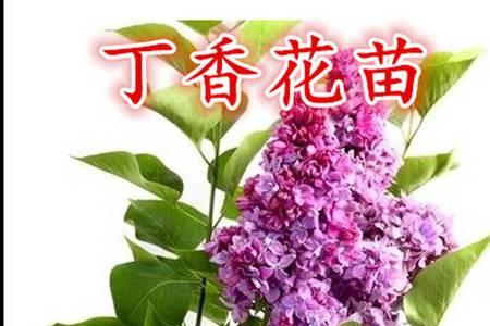 丁香花盆栽和丁香树有区别吗