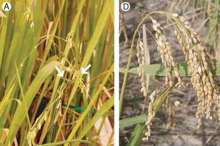 水稻的种子和稻子的区别