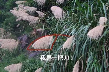 芦荟和芦苇有什么区别