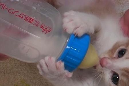 猫能喝淘米水吗