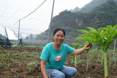 魔芋高温时可搭阴棚吗