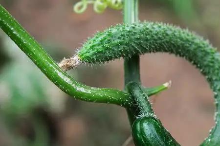 为什么没有动物也就不会有植物