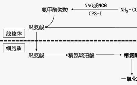 谷氨酸氨和丙氨酸氨区别