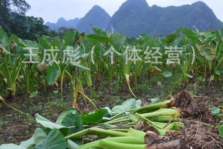 毛芋头种植方法和时间