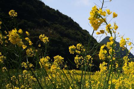 真正的花开在山野烂漫处意思