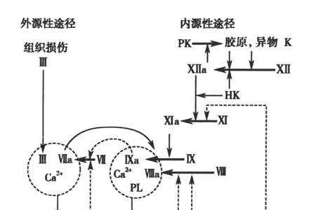 驴血的正确凝固方法