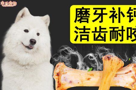 狗狗可以吃猪蹄的骨头吗