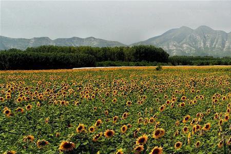 油葵在南方什么时候种植