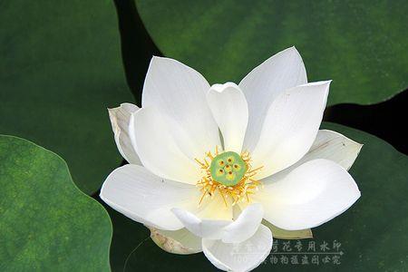 莲花的结构分为什么