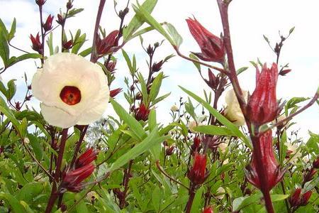 洛神花什么时候种植成活率高