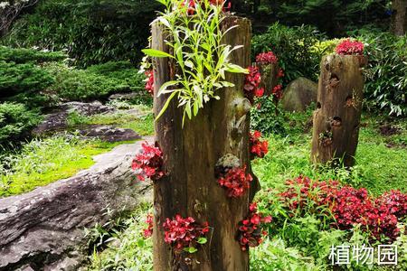 亚热带山地适合种植