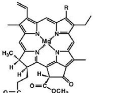 叶绿素人体能吸收嘛