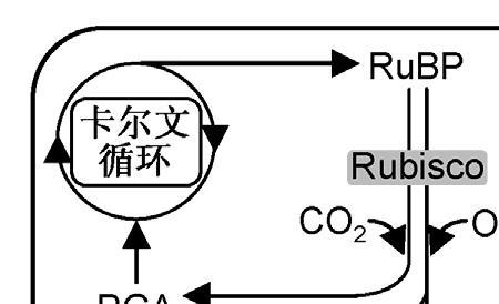 什么是光呼吸