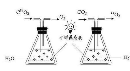 光合作用二氧化硅的作用