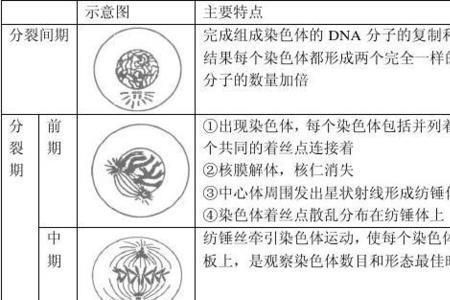 减数分裂和有丝分裂类似的是