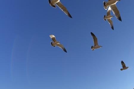 大海是海鸥的什么