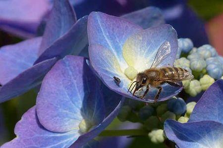 蜜蜂一天中什么时候比较温顺