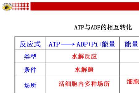 真核生物中atp和adp相互转化的场所