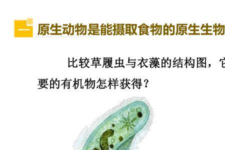 原生物种是什么