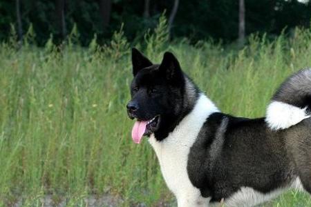 秋田犬和萨摩耶哪个体型大