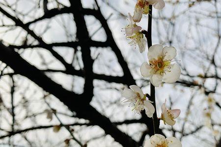 孤梅伴泪花什么意思