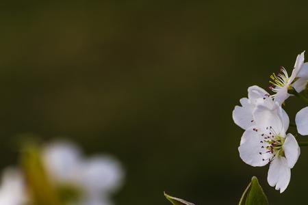 梨花开满枝头诗句