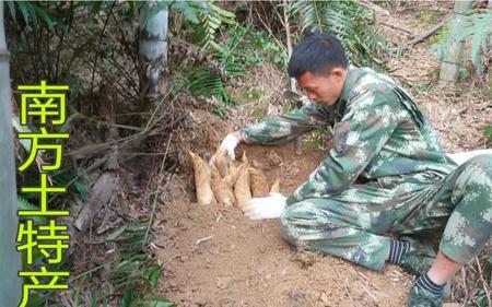 南方野生山笋种植技术