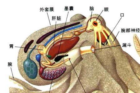 是否所有的动物都有大脑