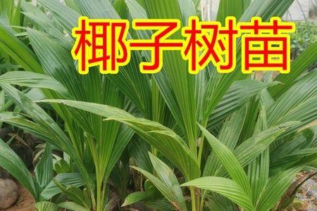 椰子树在广西南宁可以种嘛