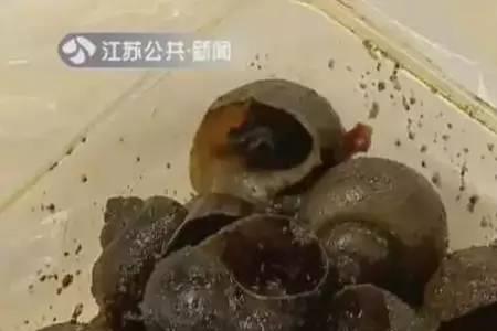 黄金螺有寄生虫吗