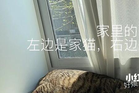 猫咪认家表现