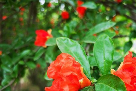 石榴花和石榴叶子的特点