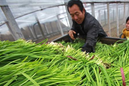 种植箱种韭菜多久浇一次水