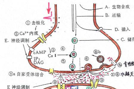 突触后电位产生的机制