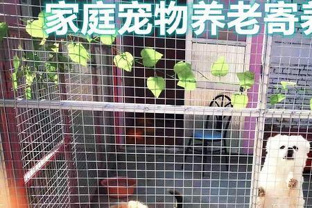 兔子散养如何防止猫狗