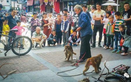 街头耍猴算犯法吗