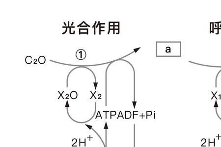 光合作用反应式是概念模型吗