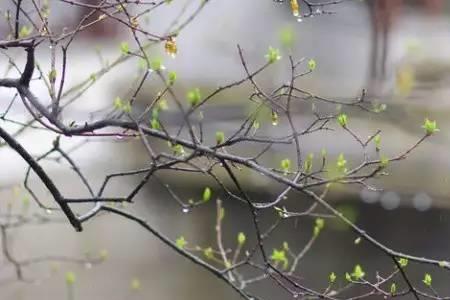 蒙蒙春雨意思