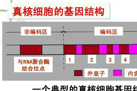 原核生物有内含子吗