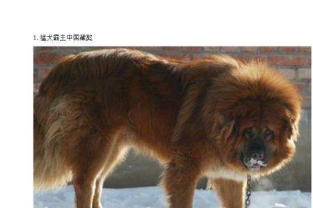 神犬拉茜是什么品种