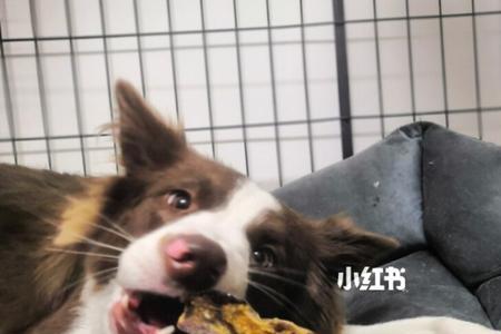 边牧成犬一天吃多少湿粮