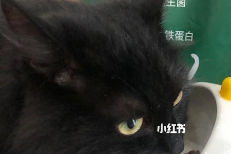 吃猫粮长大的猫怎么喂剩饭剩菜