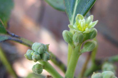 牛油果开花能结果吗