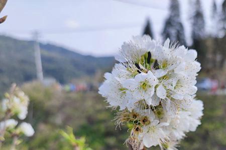 樱桃花与樱花可以授粉吗