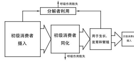 高中生物消费者分类