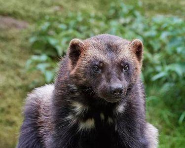 熊獾厉害还是狼獾厉害