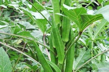 福建地区几月份种植秋葵