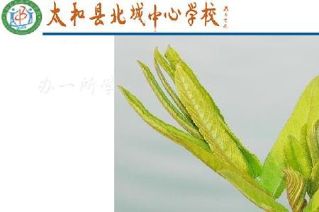 枝接和芽接区别八年级生物