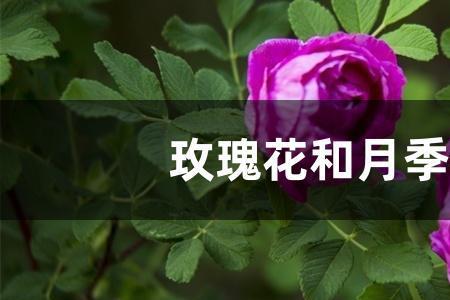 玫瑰和月季的优缺点